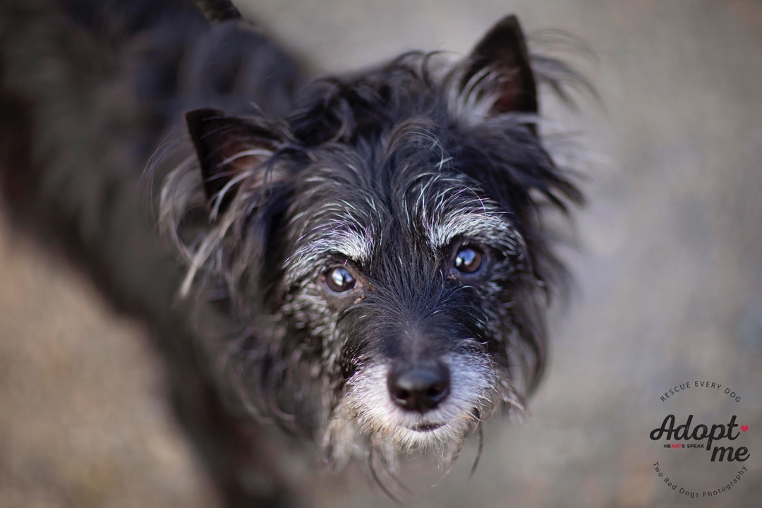 what is a scottish terrier and poodle mix called