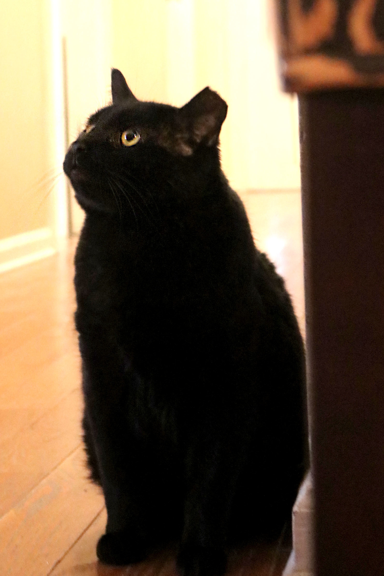 Angus
