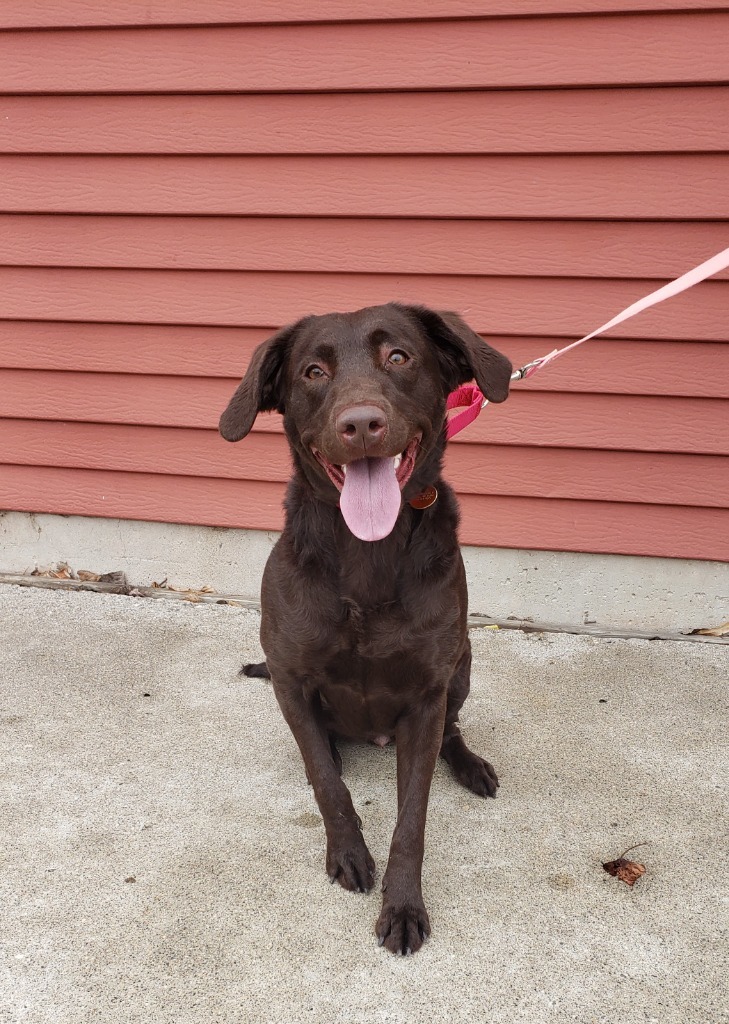 Chocolate***ADOPTION PENDING***