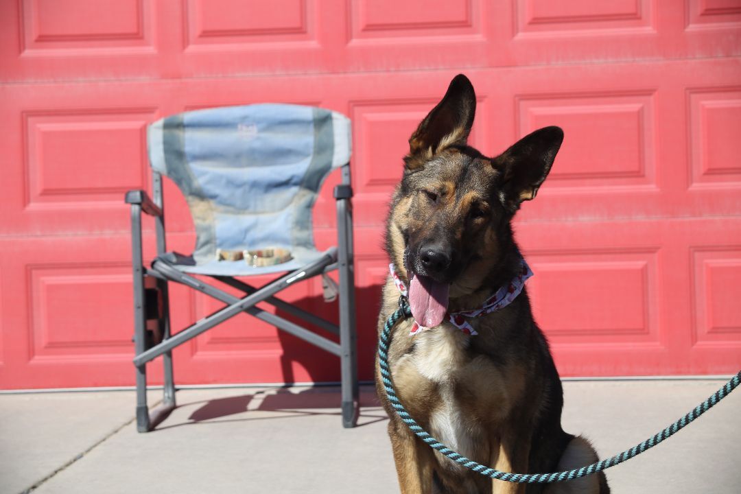 Rocky, an adoptable German Shepherd Dog in Mound House, NV, 89706 | Photo Image 1