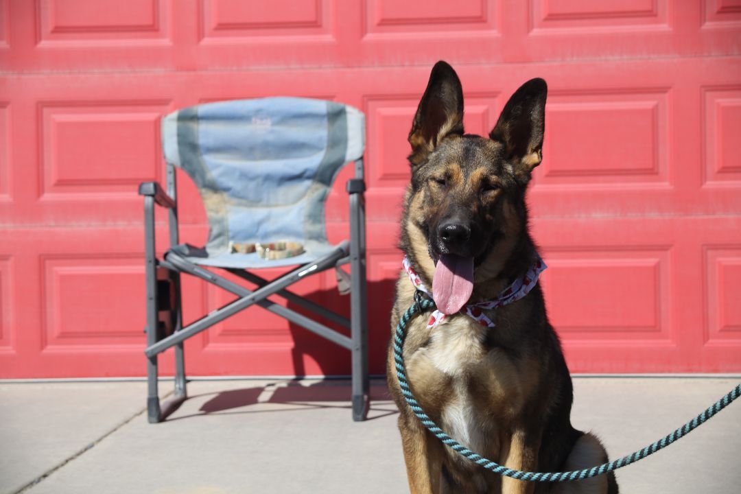 Rocky, an adoptable German Shepherd Dog in Mound House, NV, 89706 | Photo Image 2