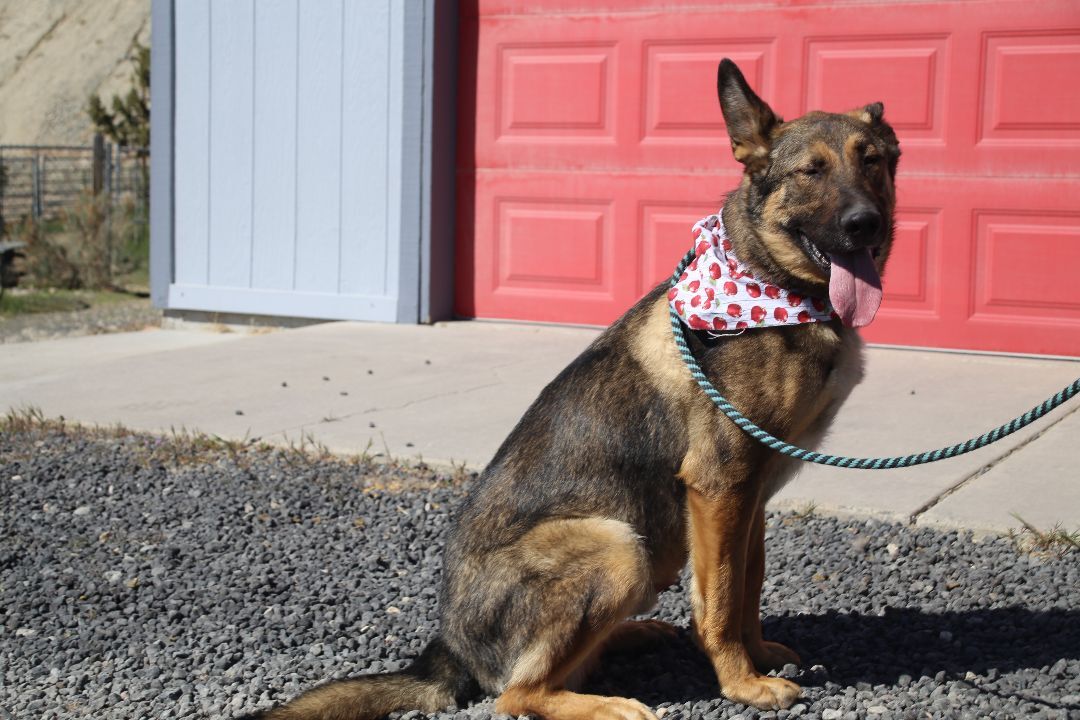 Rocky, an adoptable German Shepherd Dog in Mound House, NV, 89706 | Photo Image 3