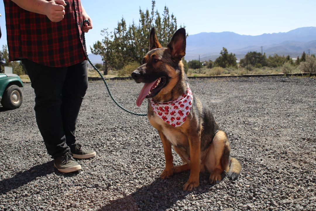 Rocky, an adoptable German Shepherd Dog in Mound House, NV, 89706 | Photo Image 4