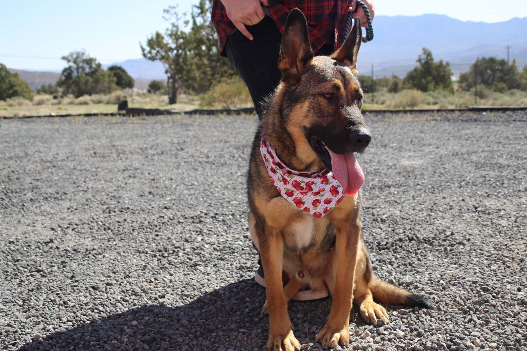 Rocky, an adoptable German Shepherd Dog in Mound House, NV, 89706 | Photo Image 5