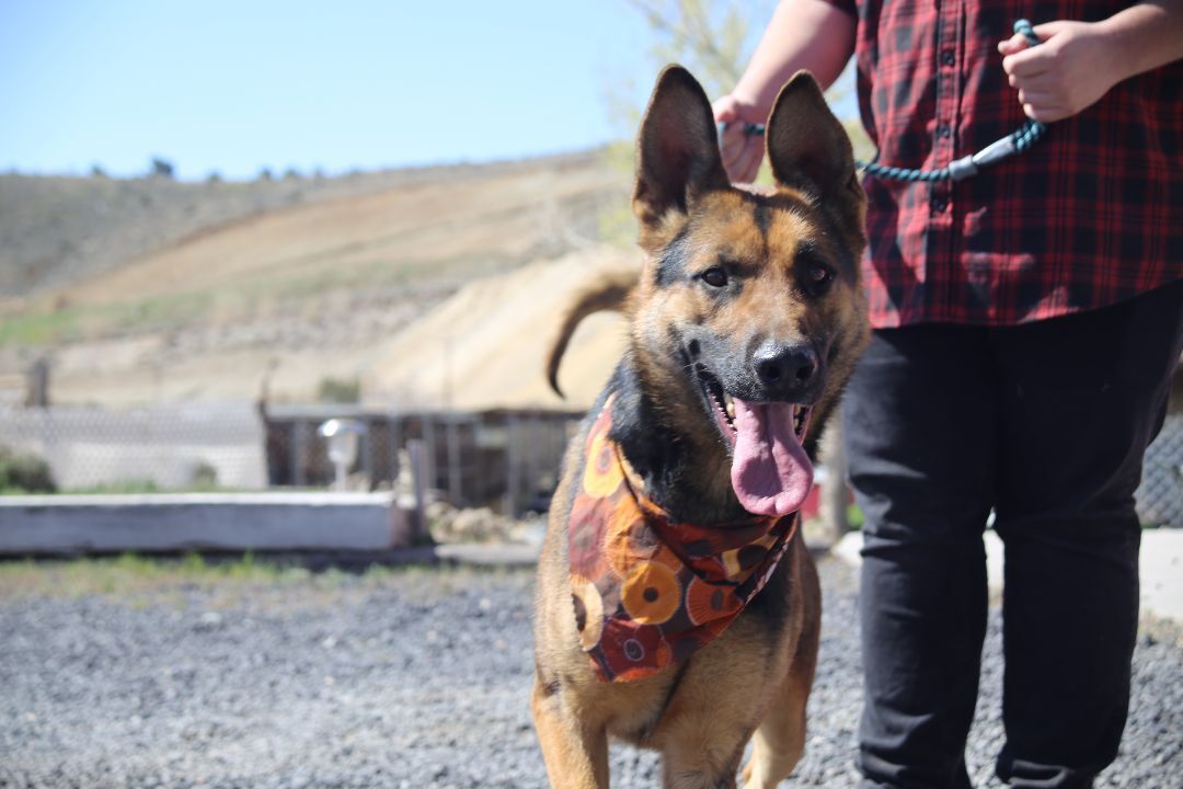 Thor, an adoptable German Shepherd Dog in Mound House, NV, 89706 | Photo Image 1