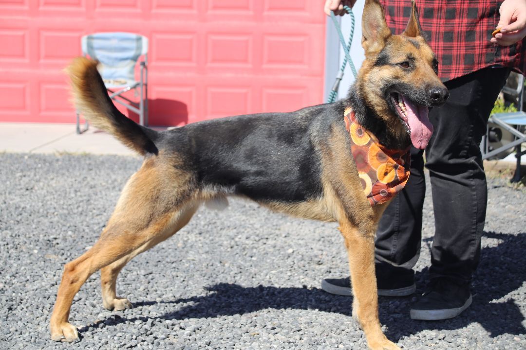 Thor, an adoptable German Shepherd Dog in Mound House, NV, 89706 | Photo Image 2