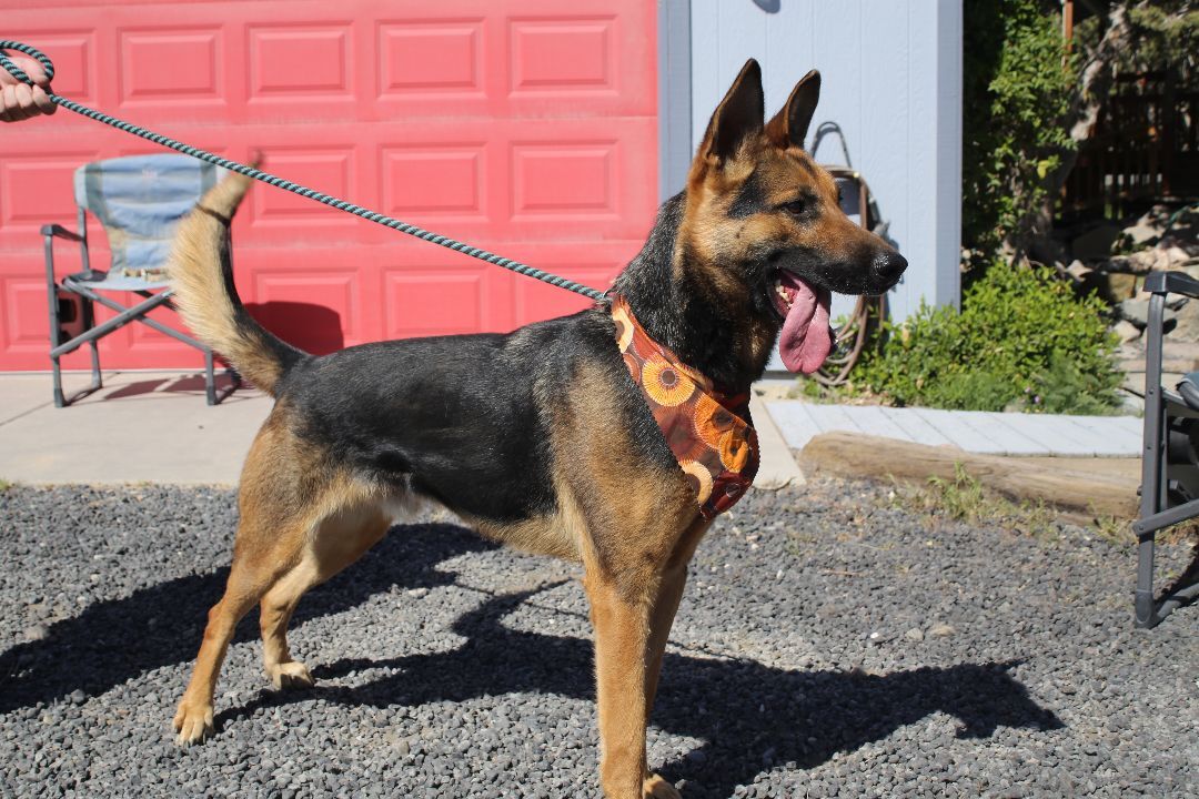 Thor, an adoptable German Shepherd Dog in Mound House, NV, 89706 | Photo Image 3