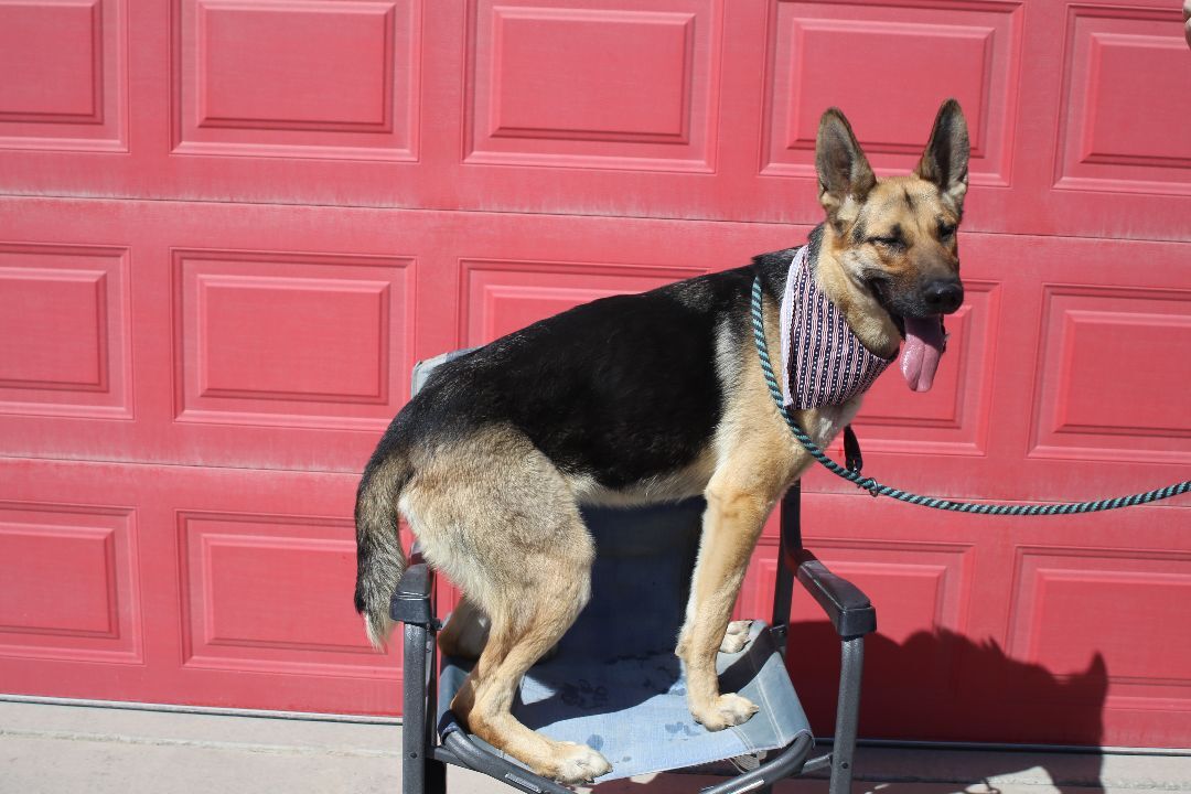 Lacey, an adoptable German Shepherd Dog in Mound House, NV, 89706 | Photo Image 2
