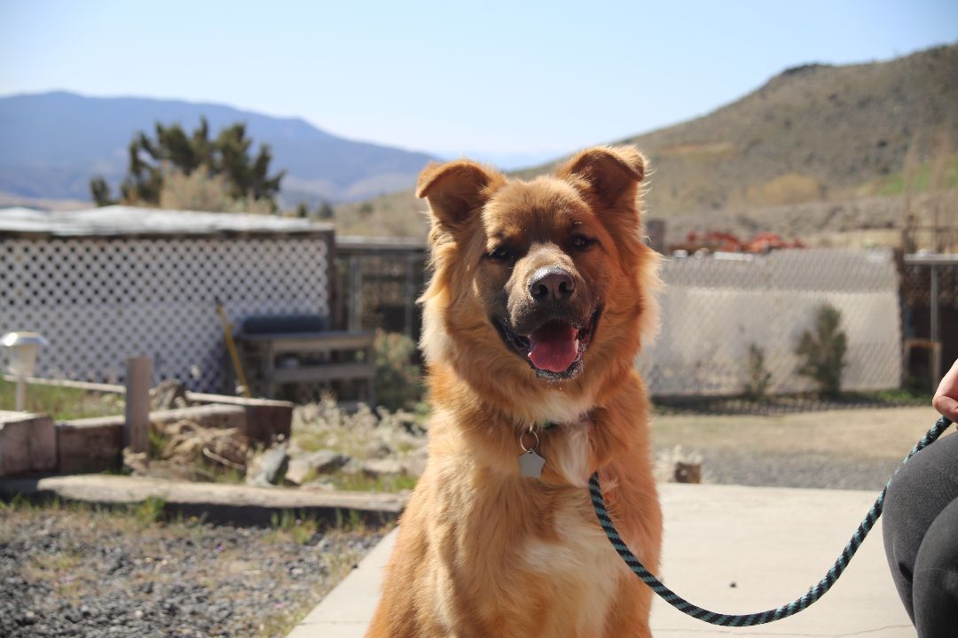 Barlo, an adoptable German Shepherd Dog, Golden Retriever in Mound House, NV, 89706 | Photo Image 1