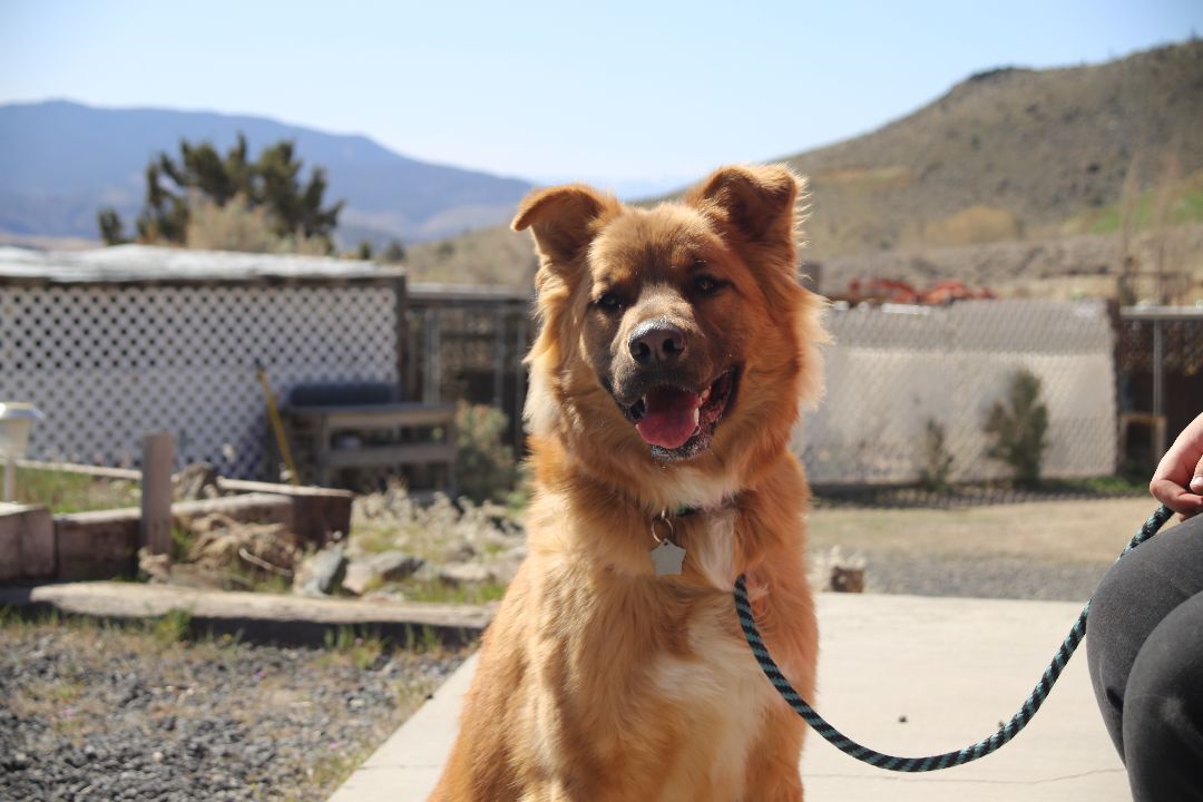 Barlo, an adoptable German Shepherd Dog, Golden Retriever in Mound House, NV, 89706 | Photo Image 2