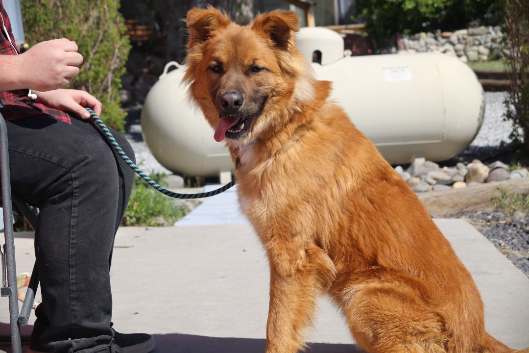 Barlo, an adoptable German Shepherd Dog, Golden Retriever in Mound House, NV, 89706 | Photo Image 3