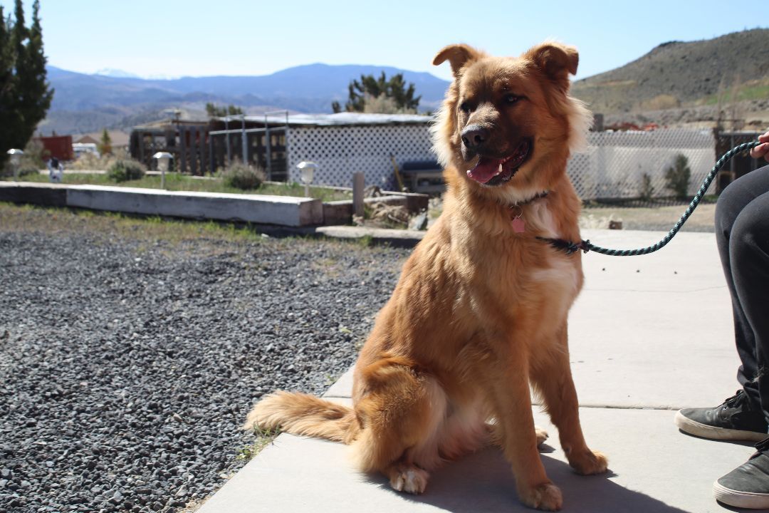 Barlo, an adoptable German Shepherd Dog, Golden Retriever in Mound House, NV, 89706 | Photo Image 4