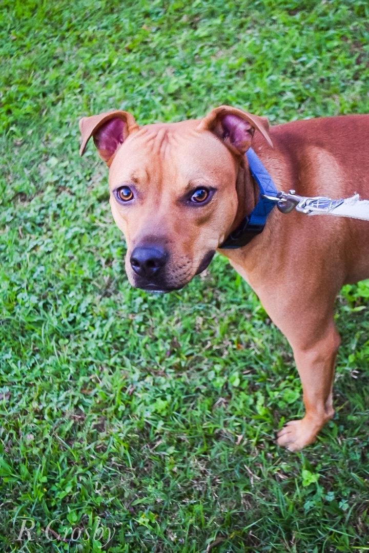 Peanut , an adoptable Pit Bull Terrier in New Orleans, LA, 70124 | Photo Image 3
