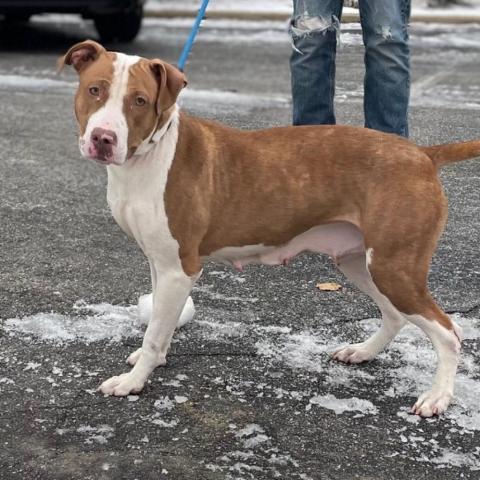 Olympic, an adoptable Terrier in St. Louis, MO, 63103 | Photo Image 3