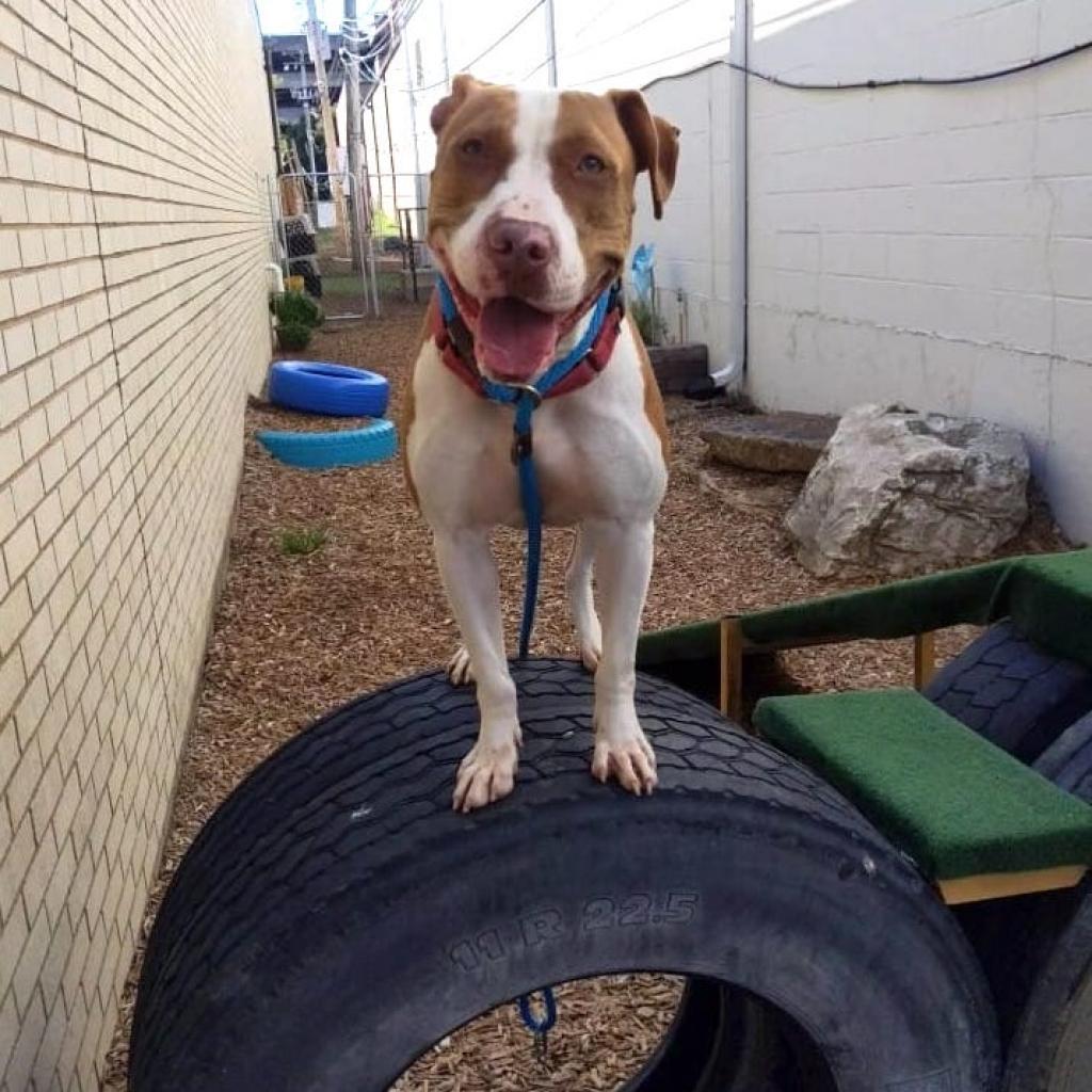 Olympic, an adoptable Terrier in St. Louis, MO, 63103 | Photo Image 4