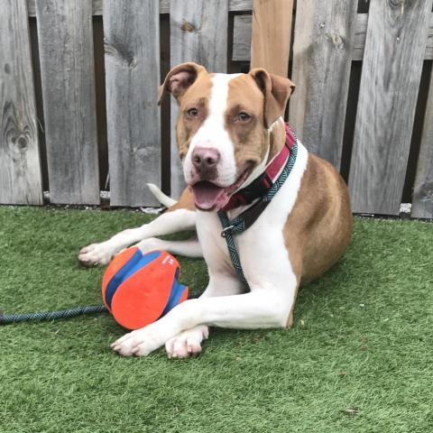 Olympic, an adoptable Terrier in St. Louis, MO, 63103 | Photo Image 5