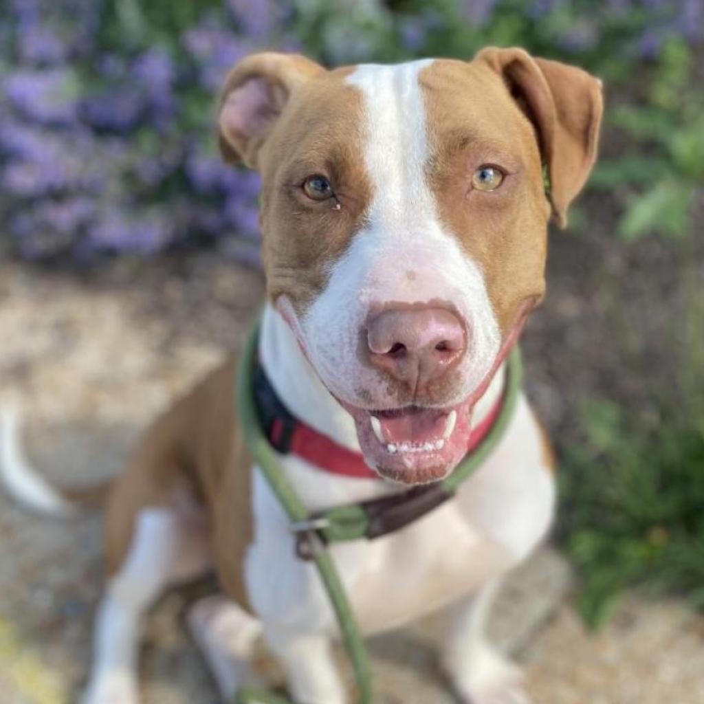 Olympic, an adoptable Terrier in St. Louis, MO, 63103 | Photo Image 5