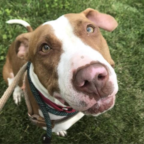 Olympic, an adoptable Terrier in St. Louis, MO, 63103 | Photo Image 6