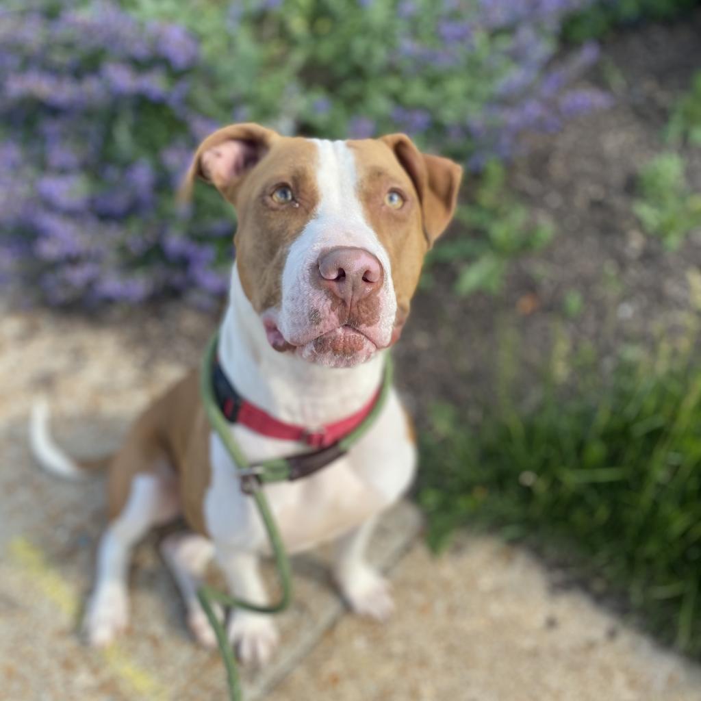 Olympic, an adoptable Terrier in St. Louis, MO, 63103 | Photo Image 6