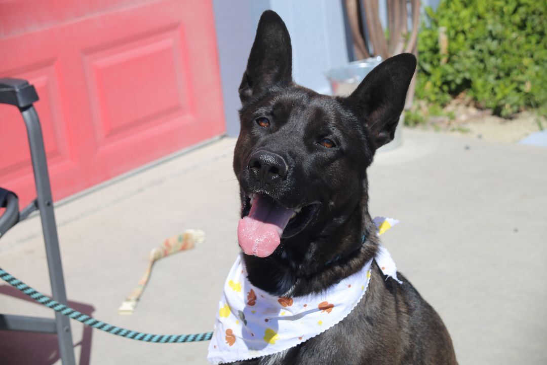 Ajax, an adoptable German Shepherd Dog, Belgian Shepherd / Malinois in Mound House, NV, 89706 | Photo Image 1