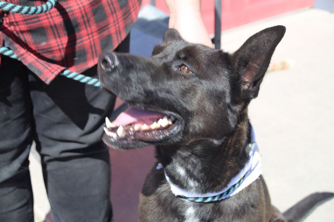 Ajax, an adoptable German Shepherd Dog, Belgian Shepherd / Malinois in Mound House, NV, 89706 | Photo Image 2