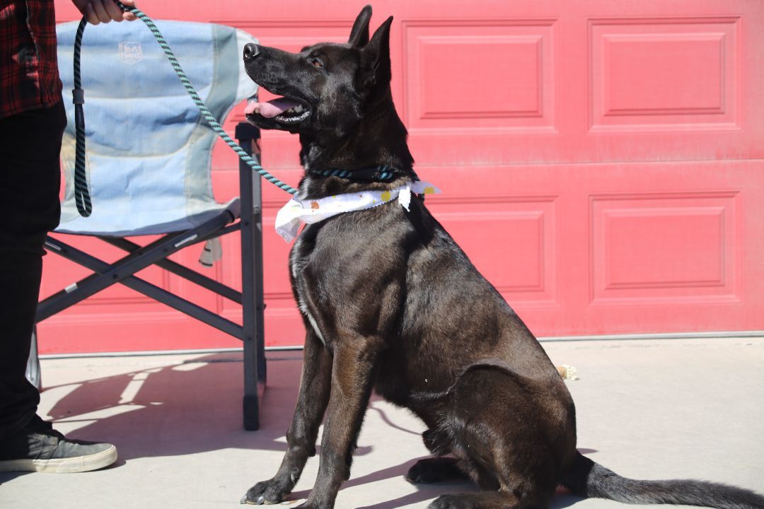 Ajax, an adoptable German Shepherd Dog, Belgian Shepherd / Malinois in Mound House, NV, 89706 | Photo Image 3