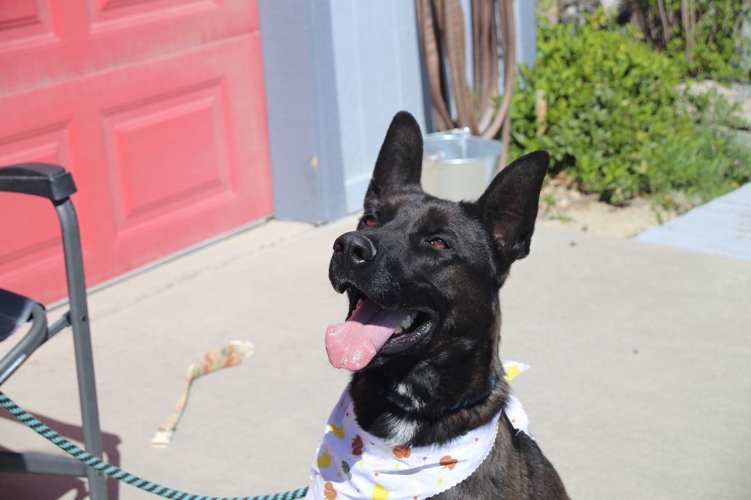 Ajax, an adoptable German Shepherd Dog, Belgian Shepherd / Malinois in Mound House, NV, 89706 | Photo Image 4