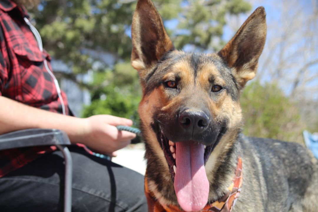 Odin, an adoptable German Shepherd Dog in Mound House, NV, 89706 | Photo Image 1