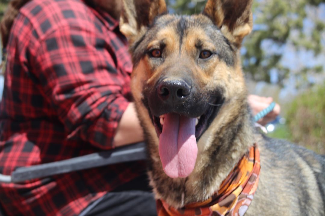 Odin, an adoptable German Shepherd Dog in Mound House, NV, 89706 | Photo Image 2