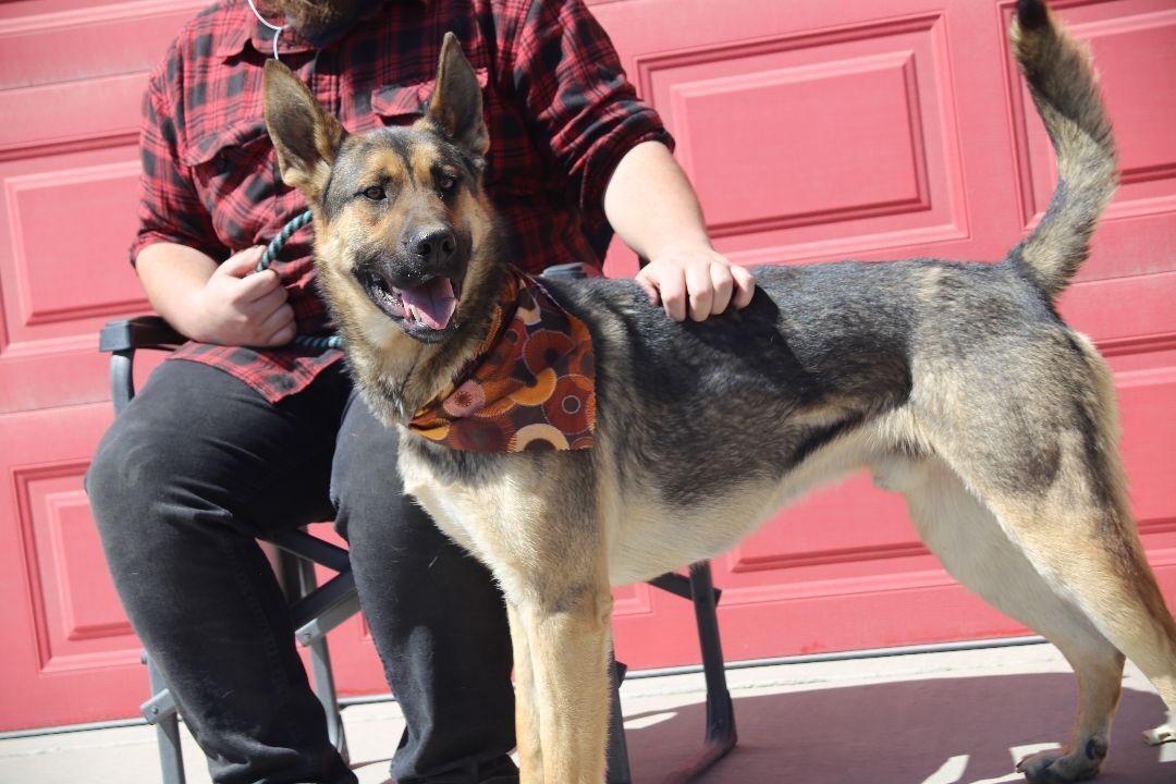 Odin, an adoptable German Shepherd Dog in Mound House, NV, 89706 | Photo Image 3