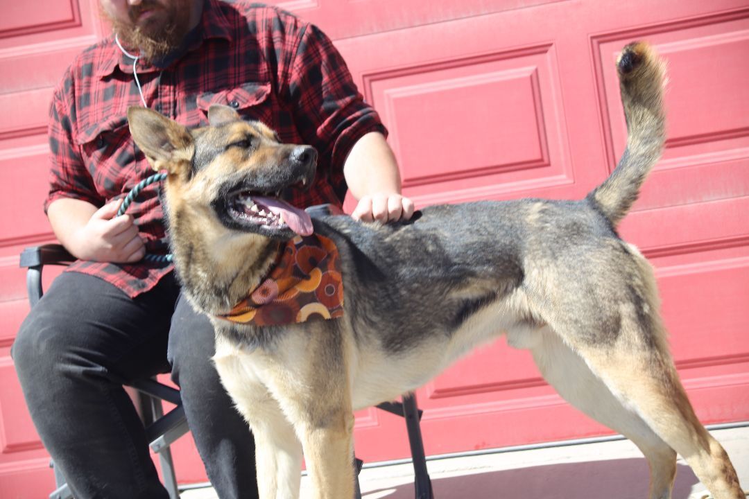Odin, an adoptable German Shepherd Dog in Mound House, NV, 89706 | Photo Image 4