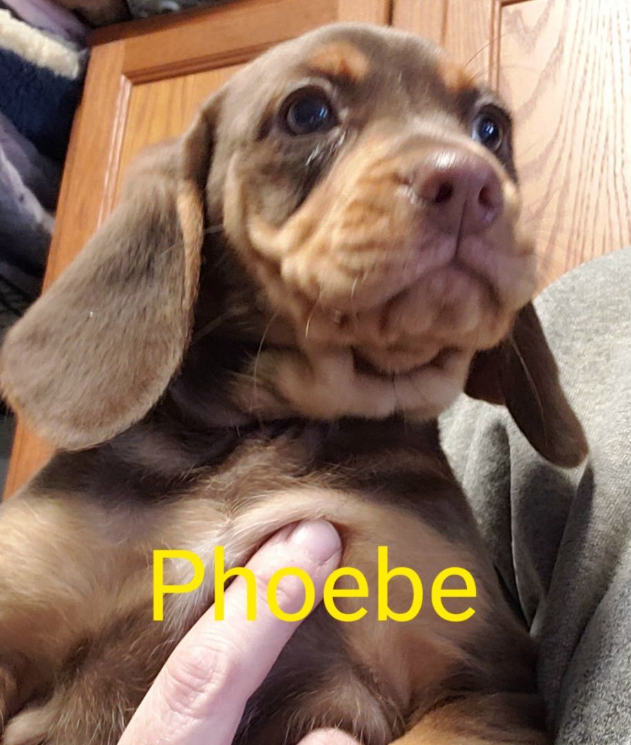 Phoebe