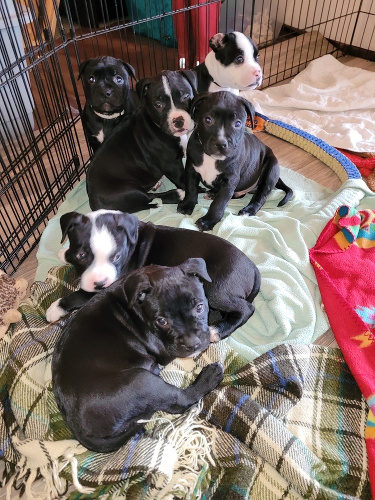 Chubby Cherub Litter