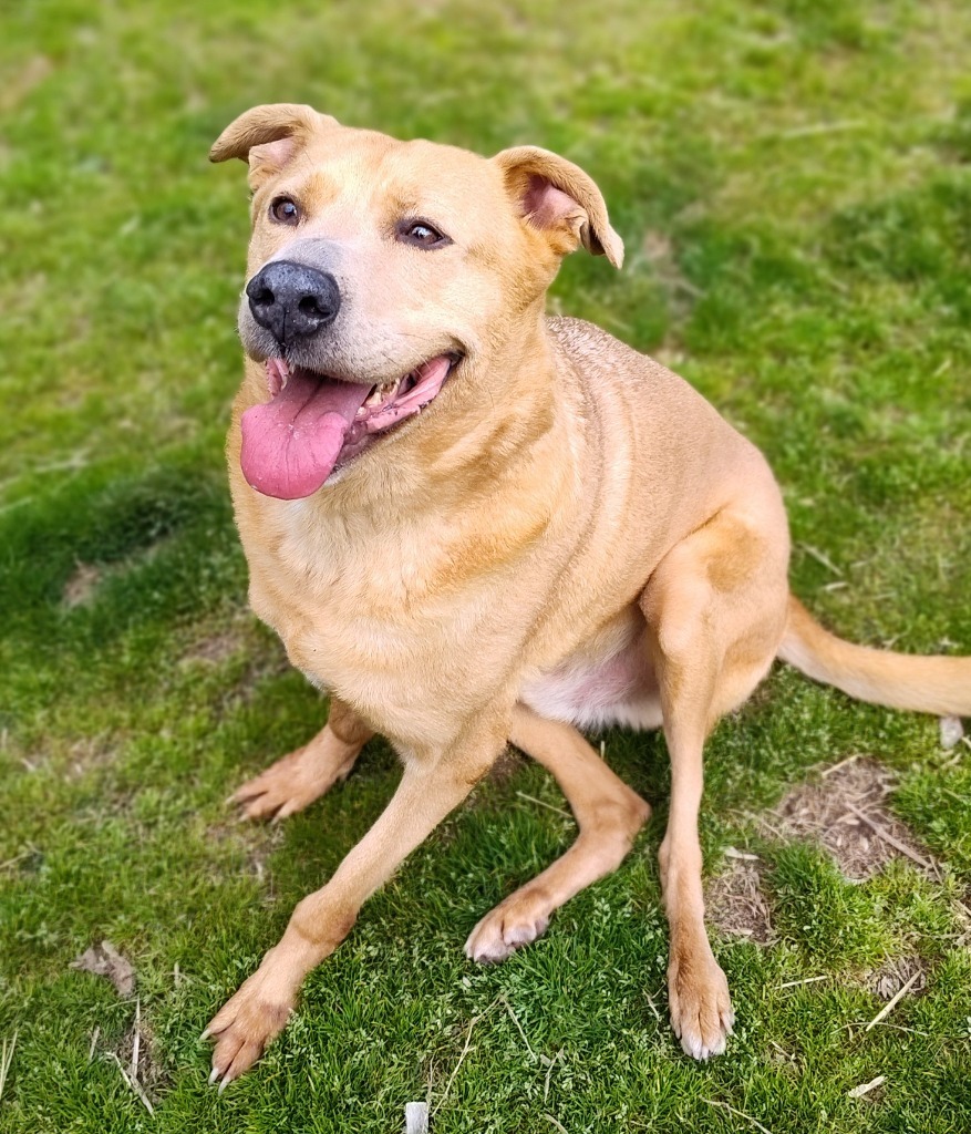 LONDON, an adoptable Labrador Retriever in Little Rock, AR, 72210 | Photo Image 1