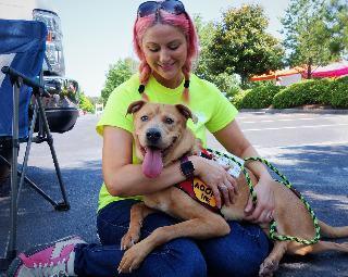 LONDON, an adoptable Labrador Retriever in Little Rock, AR, 72210 | Photo Image 2