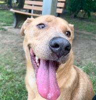 LONDON, an adoptable Labrador Retriever in Little Rock, AR, 72210 | Photo Image 3