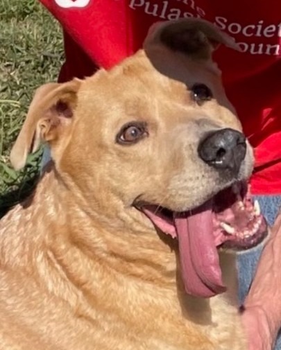 LONDON, an adoptable Labrador Retriever in Little Rock, AR, 72210 | Photo Image 4