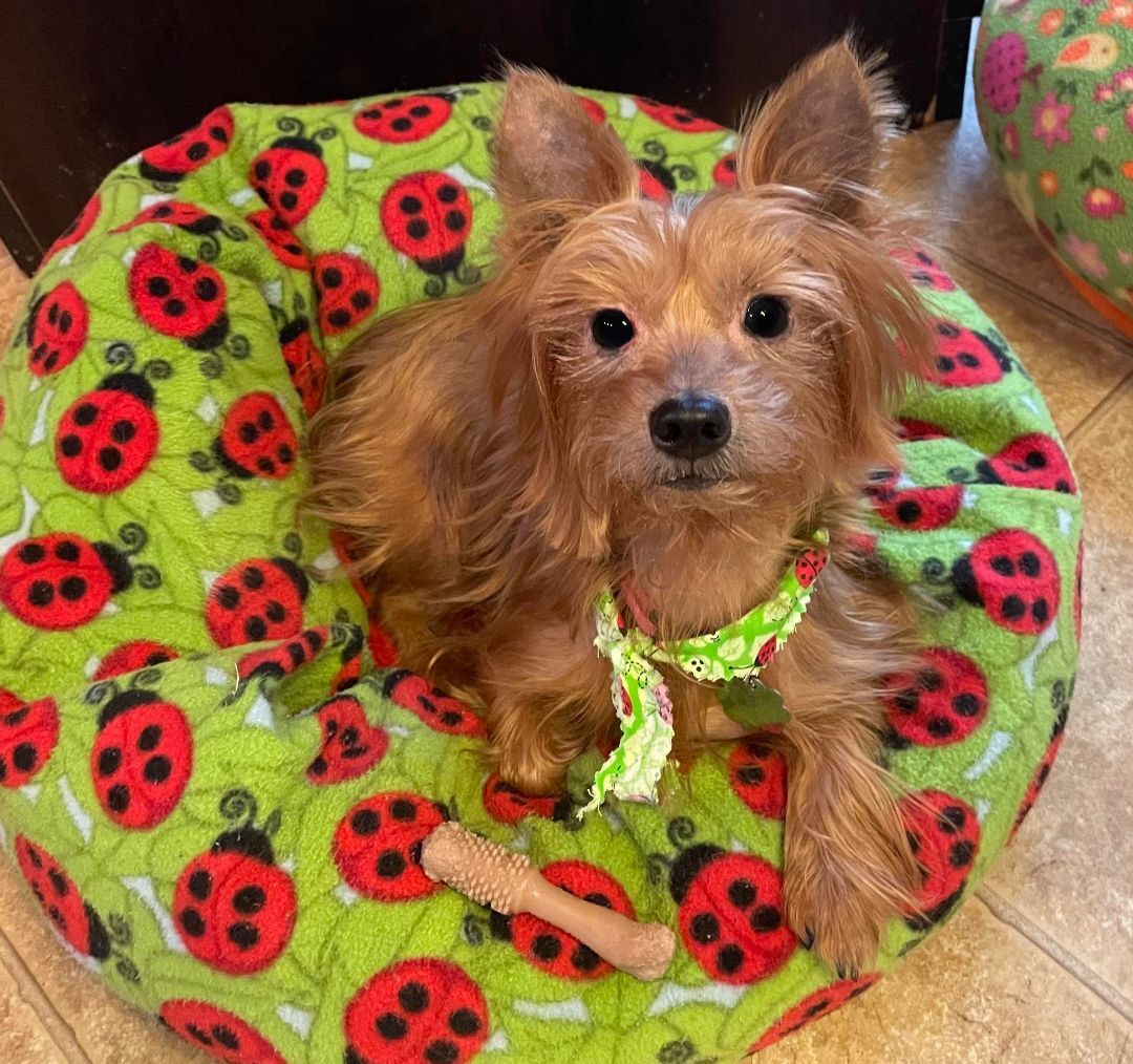 GINGER (Adoptable NJ/PA/MD) Application Link: http://www.yorkierescueme.com