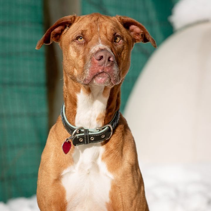 Benni, an adoptable Great Dane, Bloodhound in Thayne, WY, 83127 | Photo Image 1