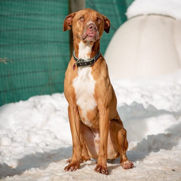 Benni, an adoptable Great Dane & Bloodhound Mix in Thayne, WY_image-3