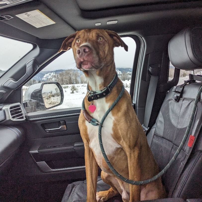 Benni, an adoptable Great Dane, Bloodhound in Thayne, WY, 83127 | Photo Image 3