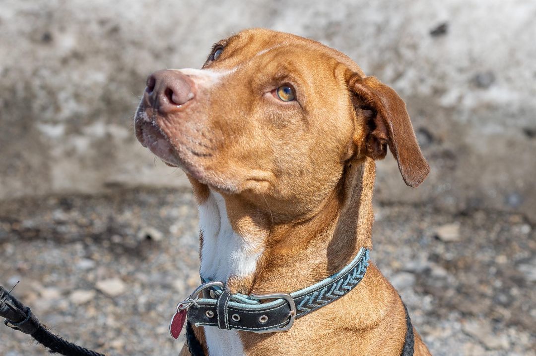 Benni, an adoptable Great Dane, Bloodhound in Thayne, WY, 83127 | Photo Image 4