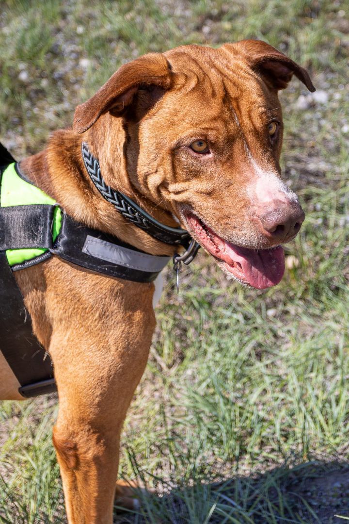 Benni, an adoptable Great Dane, Bloodhound in Thayne, WY, 83127 | Photo Image 5