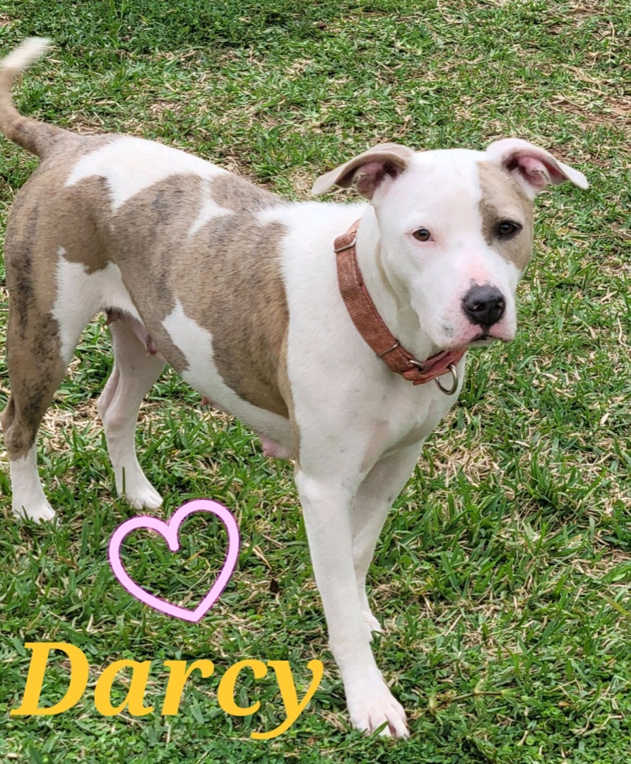 Darcy