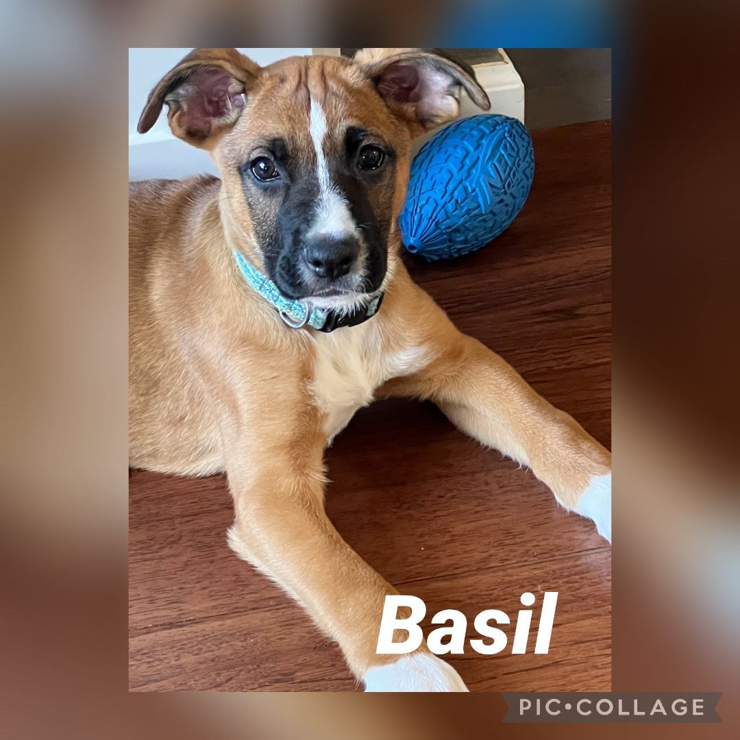 Basil