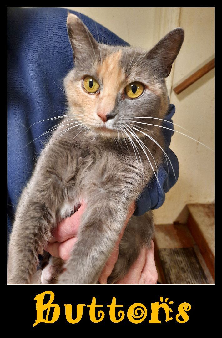 Buttons, an adopted Dilute Calico in Louisville, KY_image-1