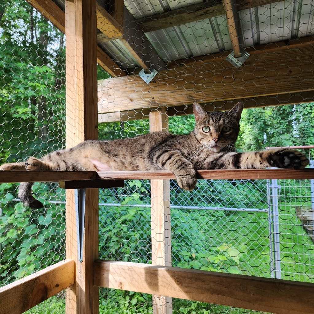 Ranger, an adoptable Domestic Short Hair in Muskegon, MI, 49443 | Photo Image 1