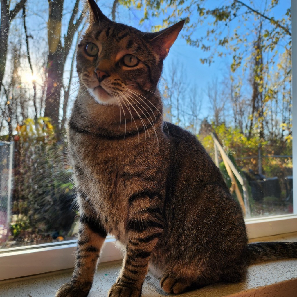 Ranger, an adoptable Domestic Short Hair in Muskegon, MI, 49443 | Photo Image 5