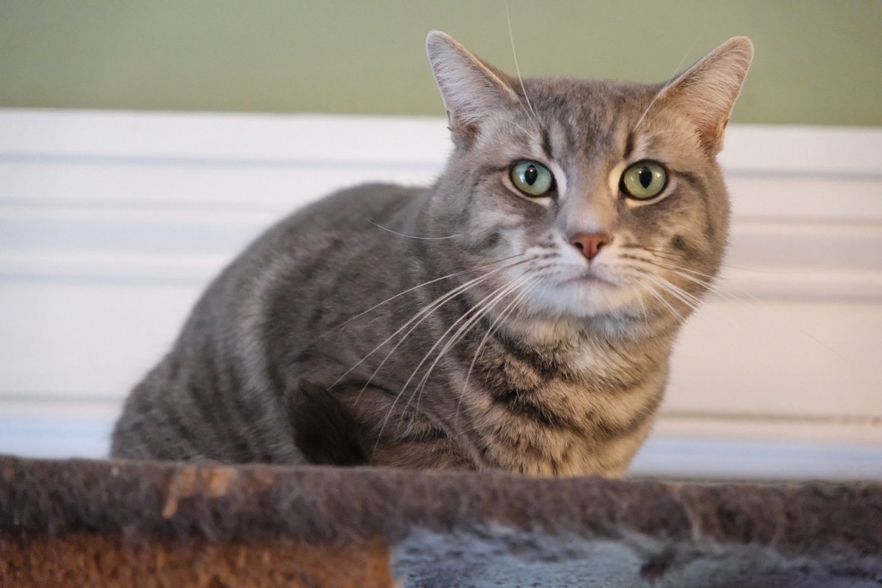 RumTum - - Sponsored by Stephan S., an adoptable Domestic Short Hair in Markham, ON, L3R 9A8 | Photo Image 1