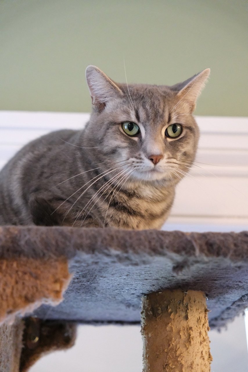 RumTum - - Sponsored by Stephan S., an adoptable Domestic Short Hair in Markham, ON, L3R 9A8 | Photo Image 2